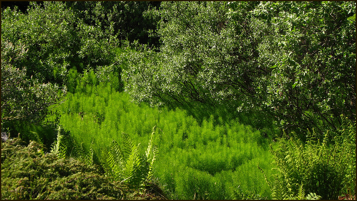 Can you believe how green the horsetails are? So vibrant!
